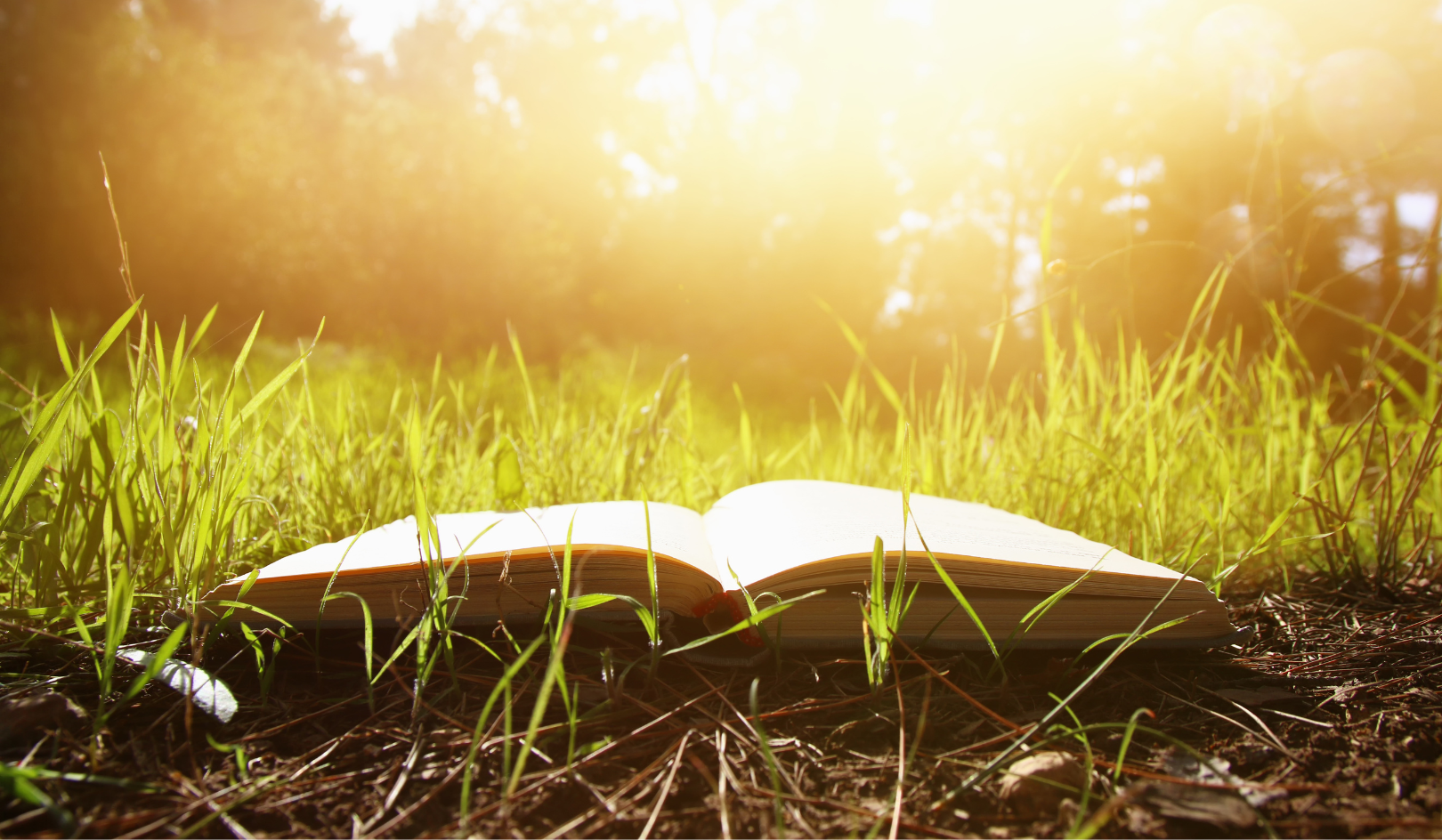 Open book resting in sunlit grass, symbolizing presence and learning to live life to the fullest while reading The Abundance by Annie Dillard.