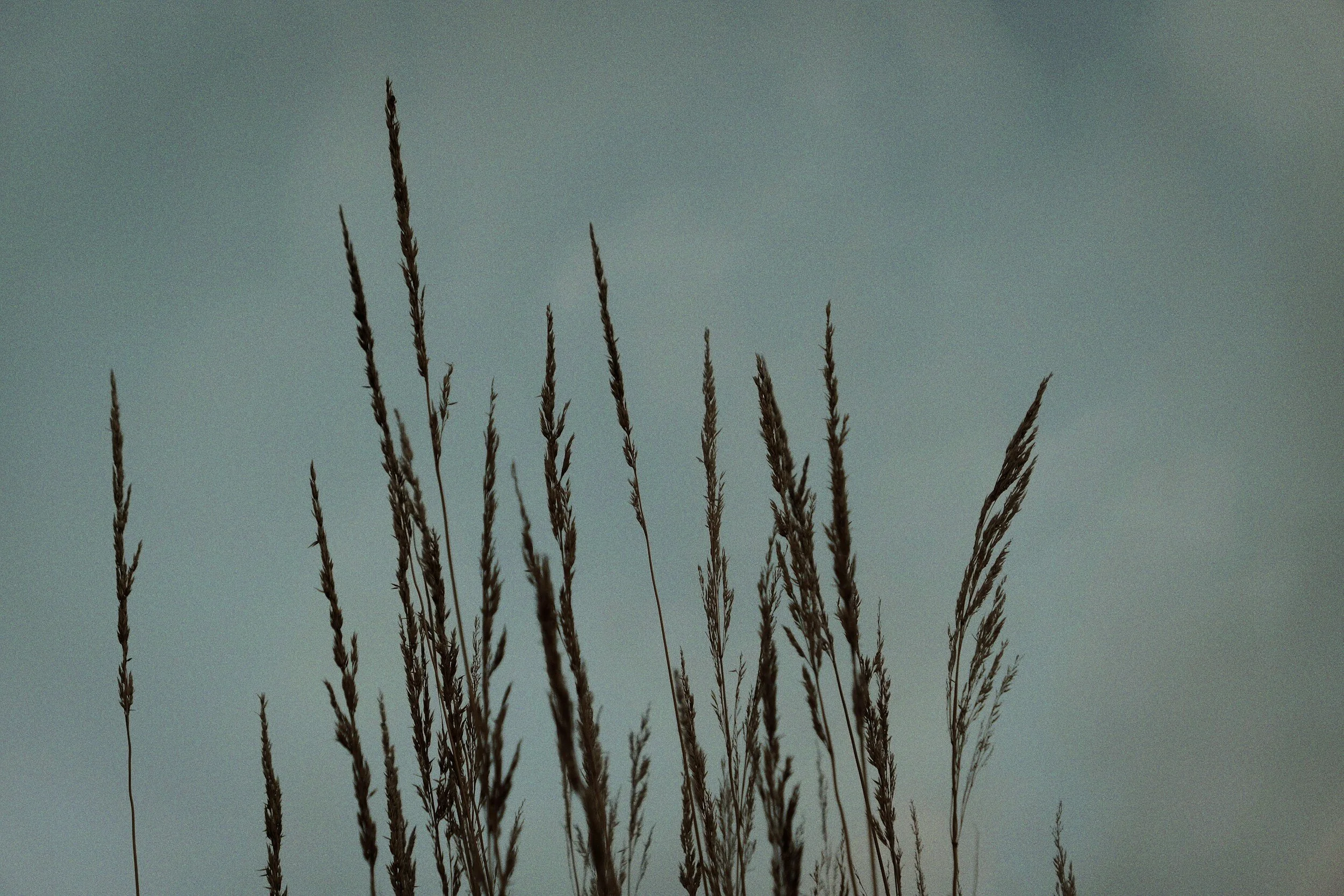 Tall, dried grass stalks bending against a muted blue-gray sky, seed heads leaning in a quiet moment of release, an image of somatic healing and letting go.