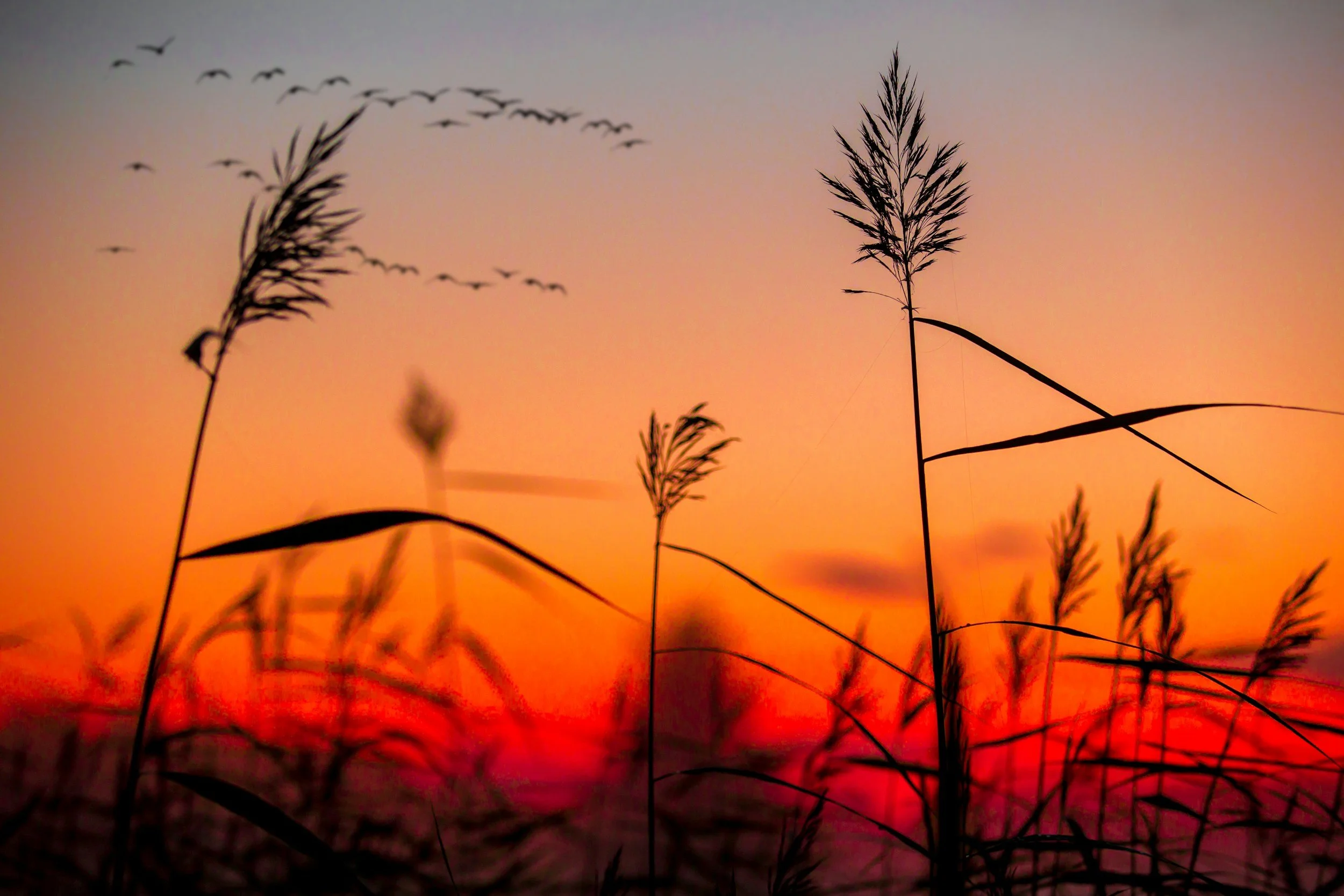Grass standing tall in the sunset, conveying a sense of calm confidence similar to what can be achieved when you raise your vibrations.