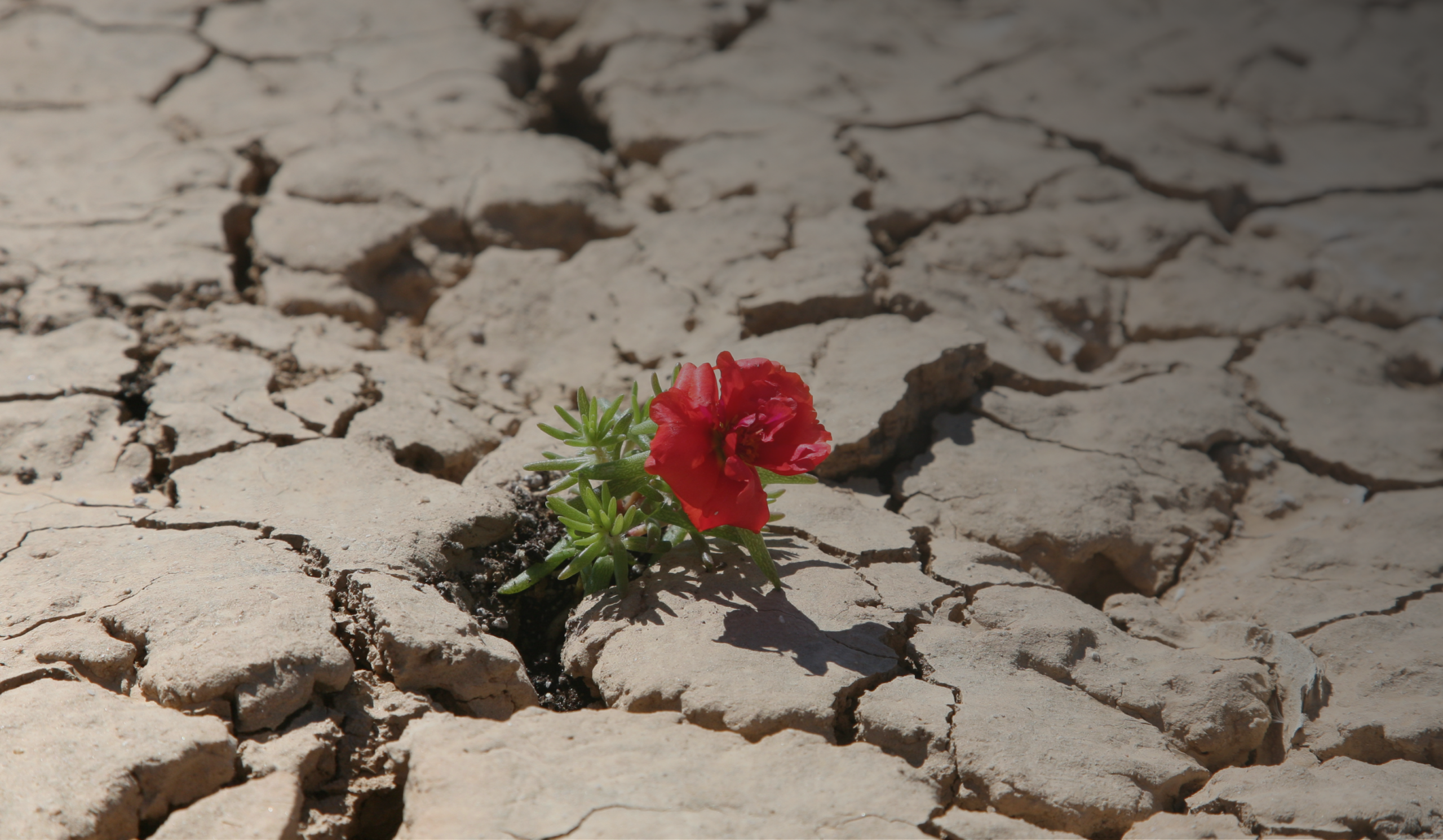 "Dark red flower breaking through cracked soil at dusk, symbolizing dark night of the soul transformation and spiritual rebirth."